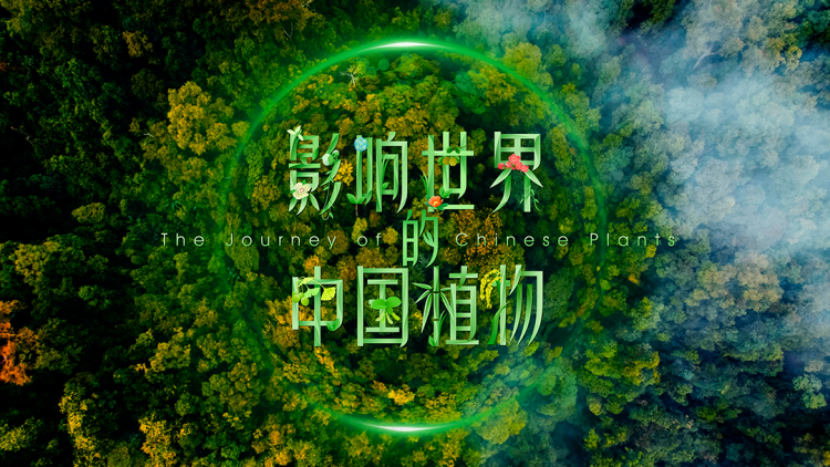 豪门总裁误惹打工妹