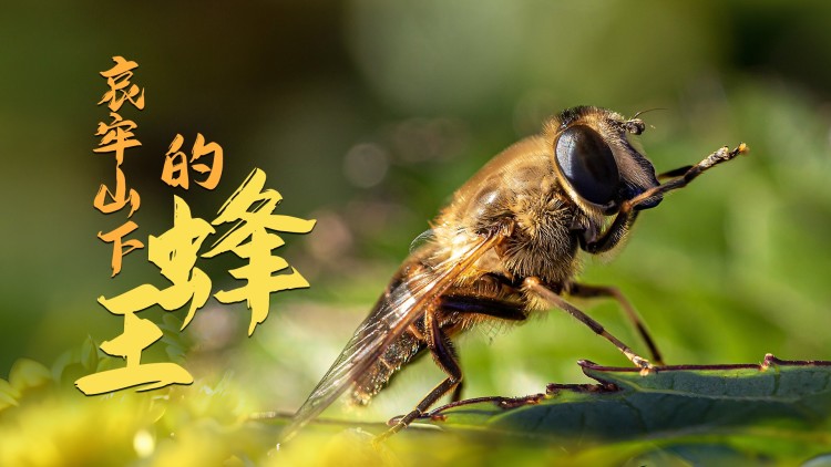 寂静之地2