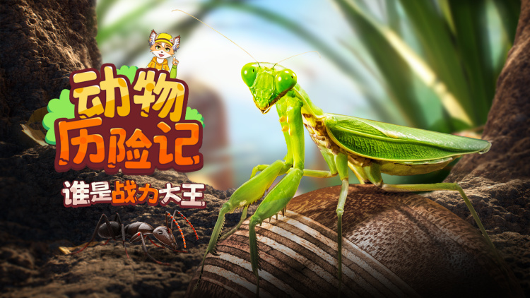 今晚乜都拗