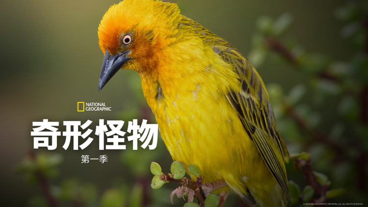 新离婚后我被前夫舅舅宠坏了