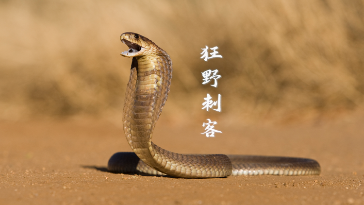 逃学神探