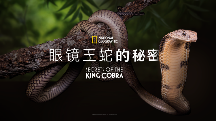 我居然能隐身