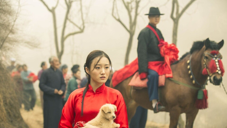 深圳的宠物市场：选择众多，如何挑选？
