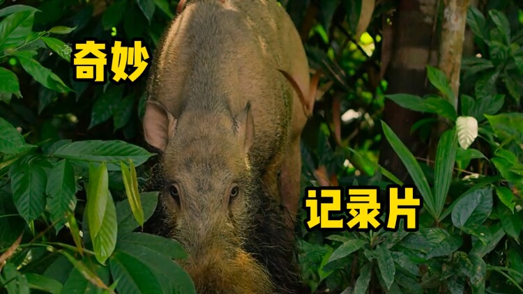 荒村阿狗