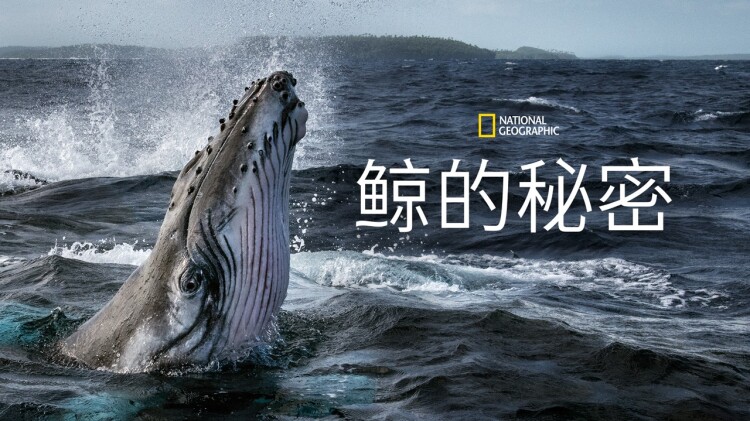 威风凛凛的她