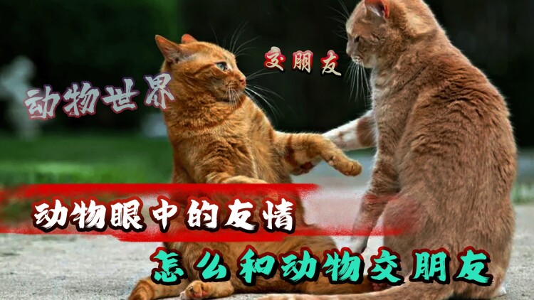 我能看到成功率第二季