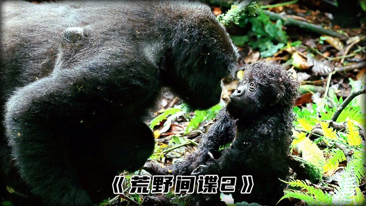 是否值得购买NOD32？