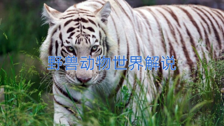 目中有神