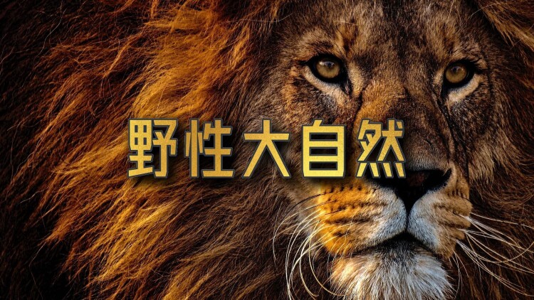 苏醒短剧版的困惑与探索