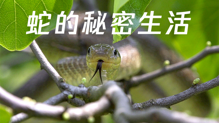 同路人