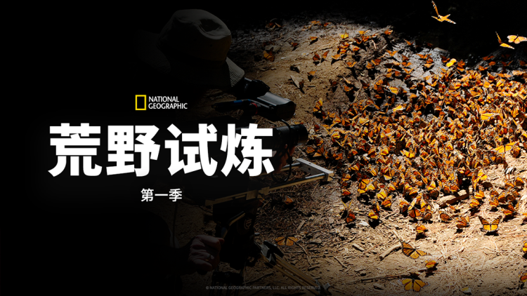 玲珑狼心