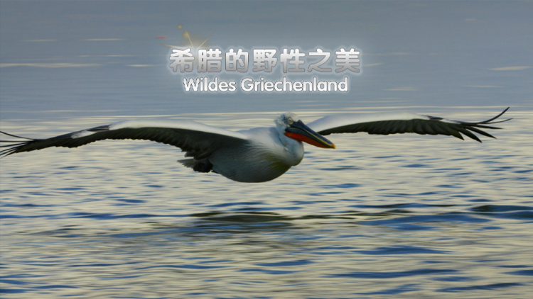 爱在初夏的深情告白