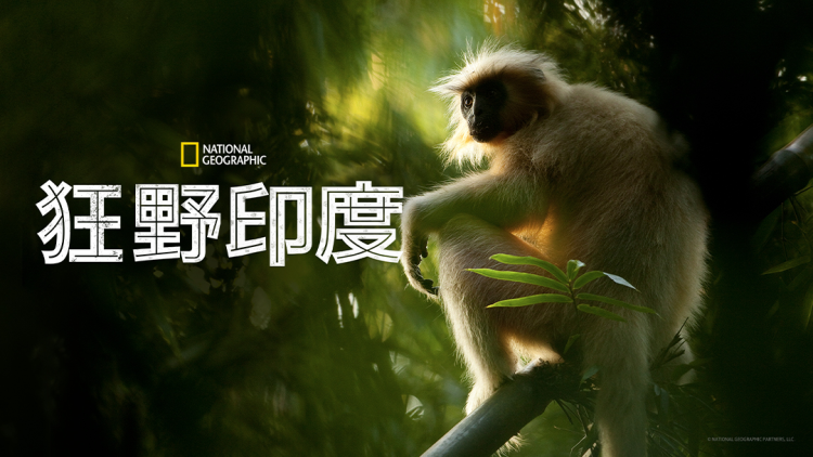 紫钻会员的隐藏福利，你知道吗？