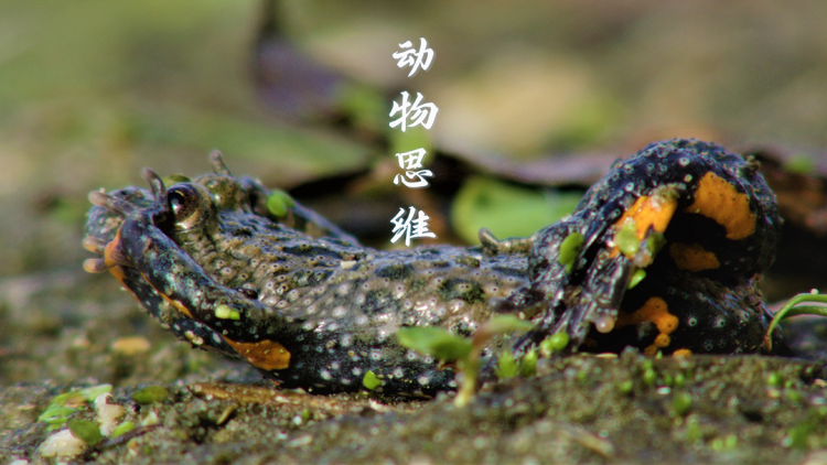 《我的哥哥不说话》友情与外界影响