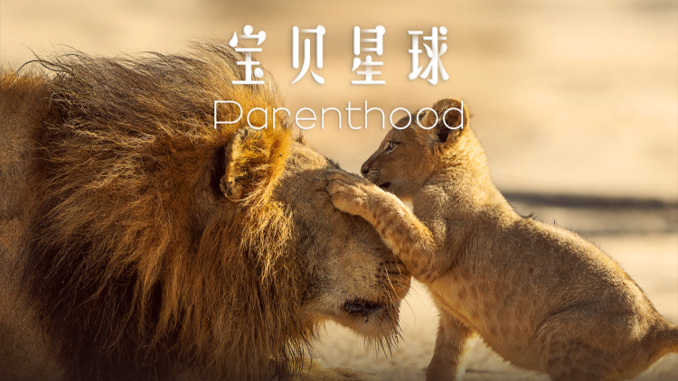 以法之名罪无可赦的调查与取证
