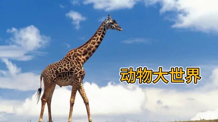 萌宝赐福将军爹爹接好运