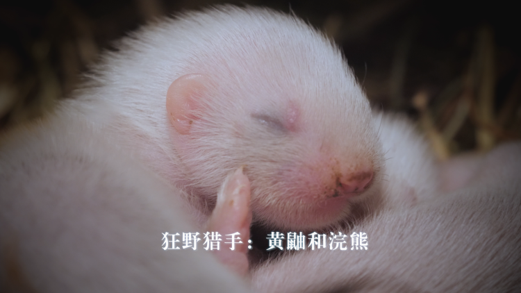 从今天开始做藩王