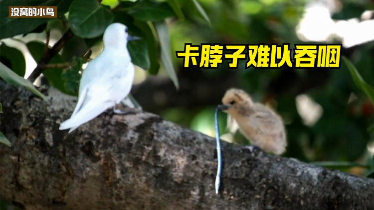 墨鱼的特点与分类