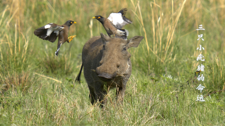 新大头儿子和小头爸爸第二季