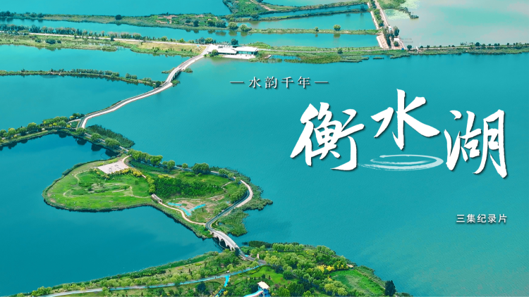 公鸡独腿站立的现象：常见的行为之一