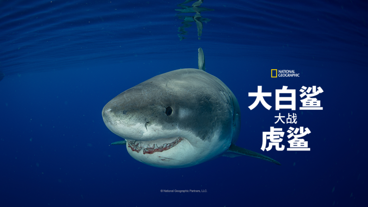纸玫瑰