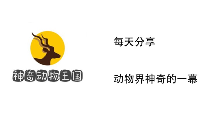 我给总裁老婆当保镖
