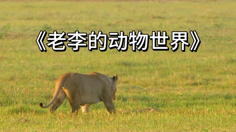 贤者无爱