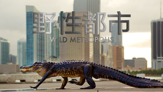 神探忠犬