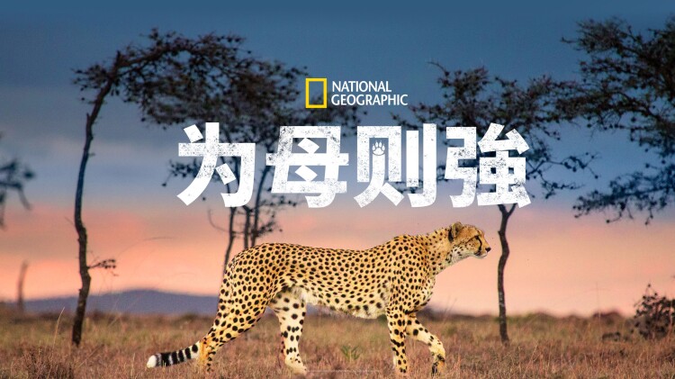 都说了不想做高手