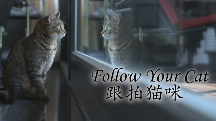 《陆少的小尾巴又萌又猛》的矛盾与挑战