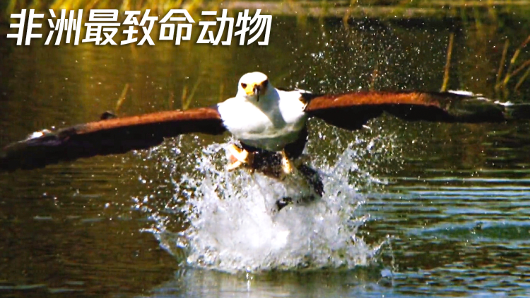 月上心辰