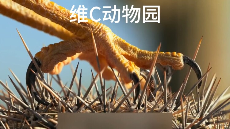 我如明月卿不知
