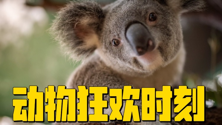 马球