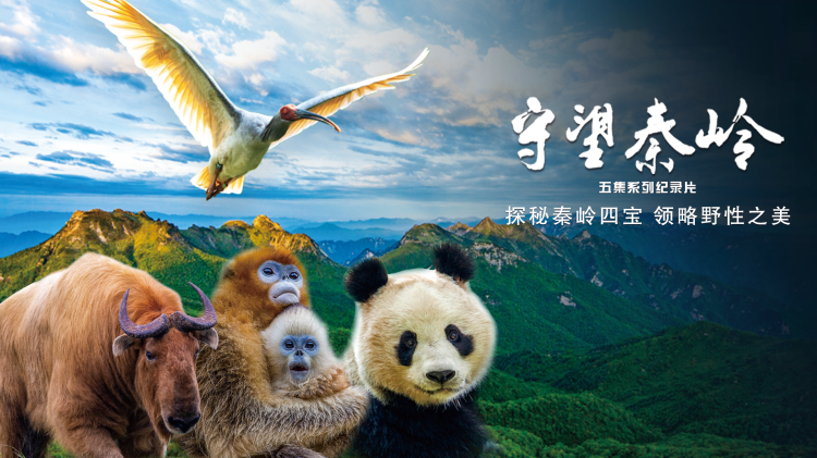 爱上费加罗