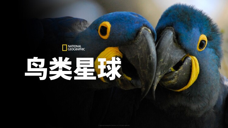 玄学大佬惊艳全球