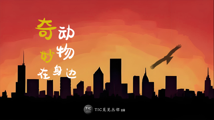 完蛋三位美女上山来提亲的意外结局