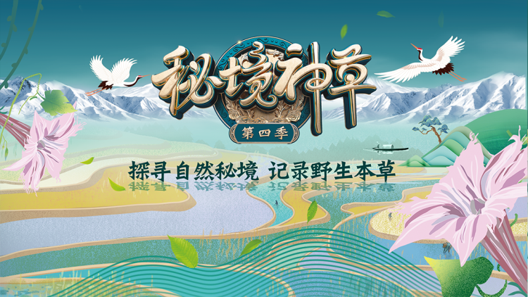 秦总夫人今天掉马了吗·真相大白