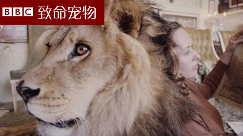 尔尔辞晚朝朝辞暮