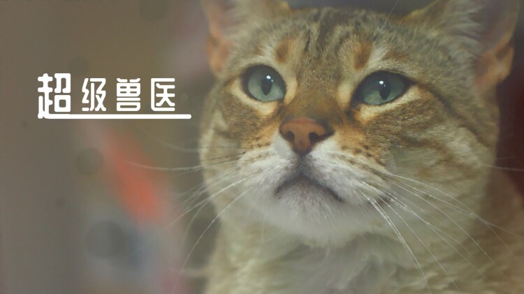 69式夏天