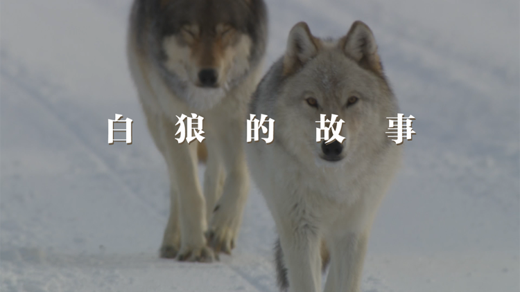 退婚后她成了豪门大佬的心尖宠