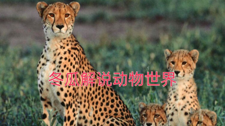佳偶自天成
